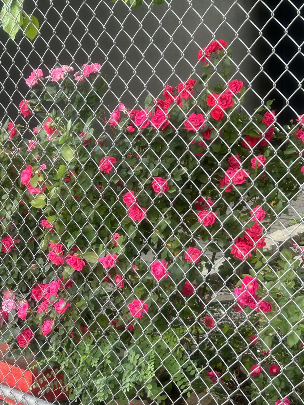 roses growing through a metal fence 