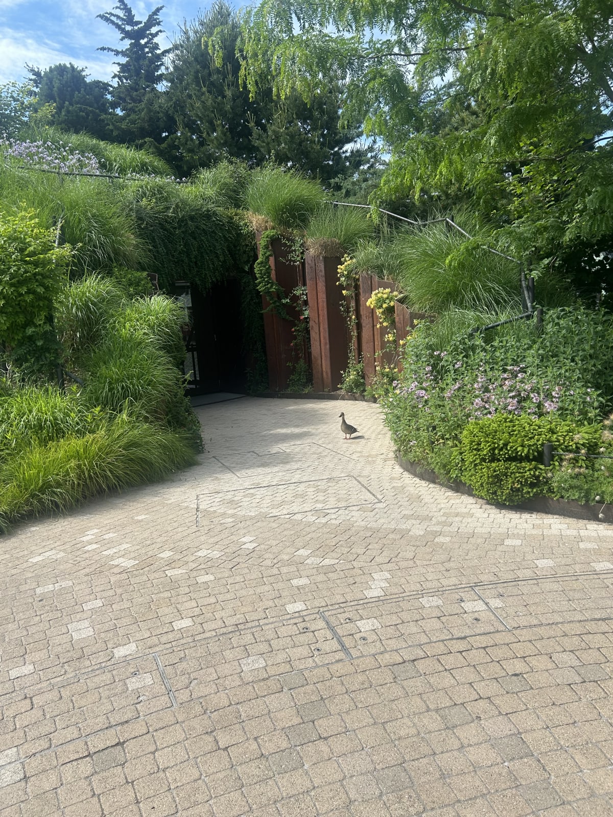 A duck in a garden on a sunny day