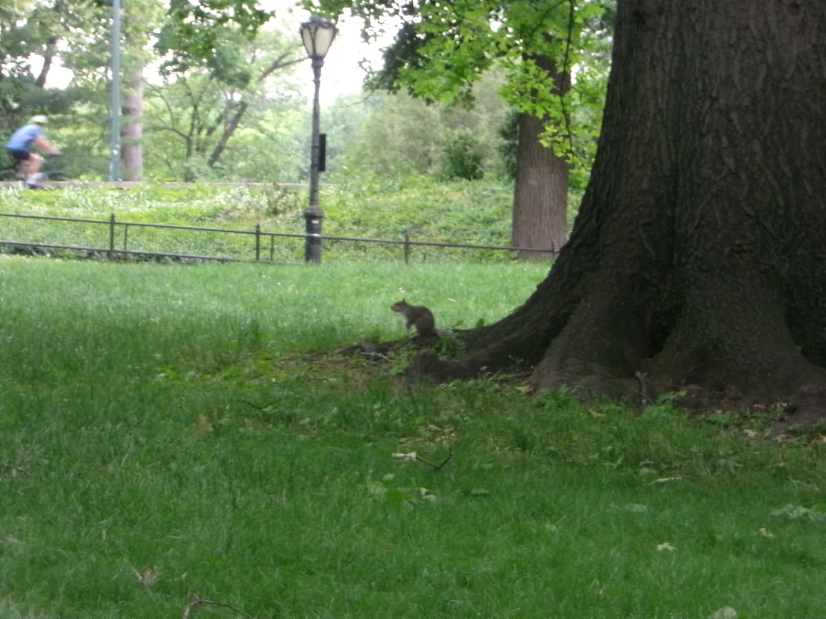 A squirrel in the park next to a tree.