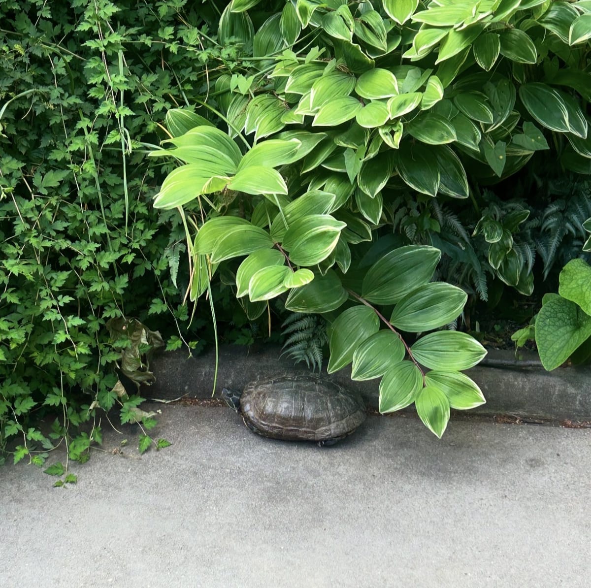 "A turtle walking under a bush" 