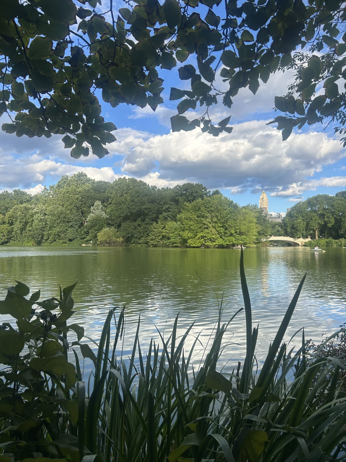 Overlooking a small body of water surrounded by trees. 