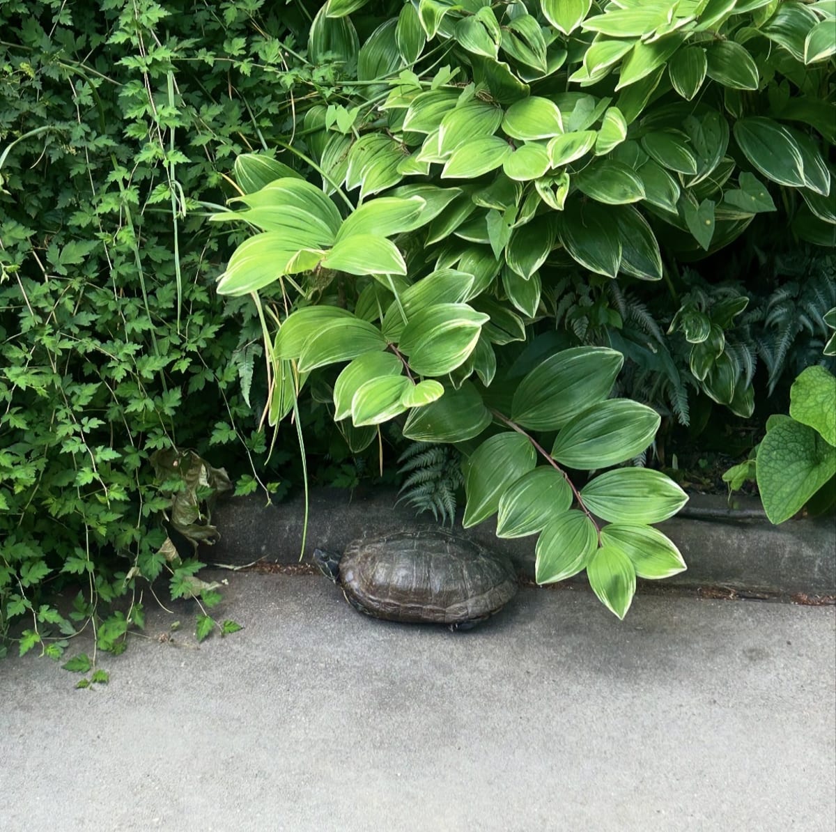"A turtle walking under a bush" 
