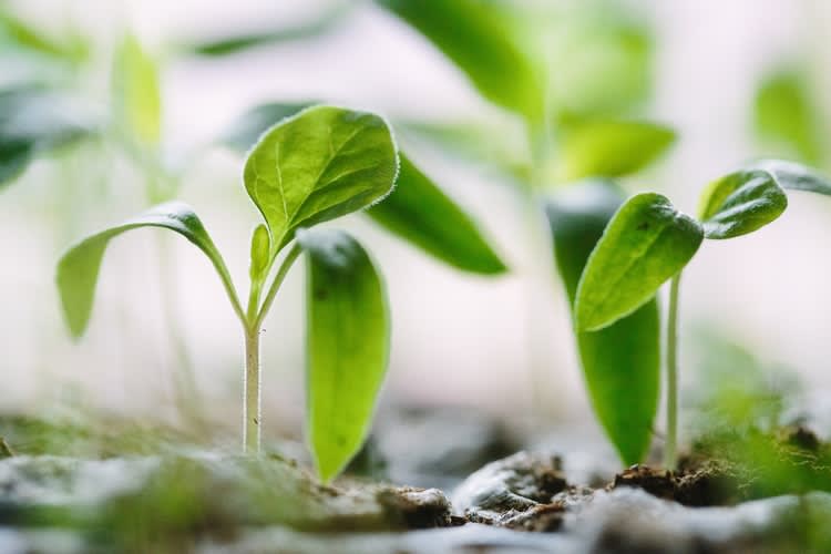 saas growth