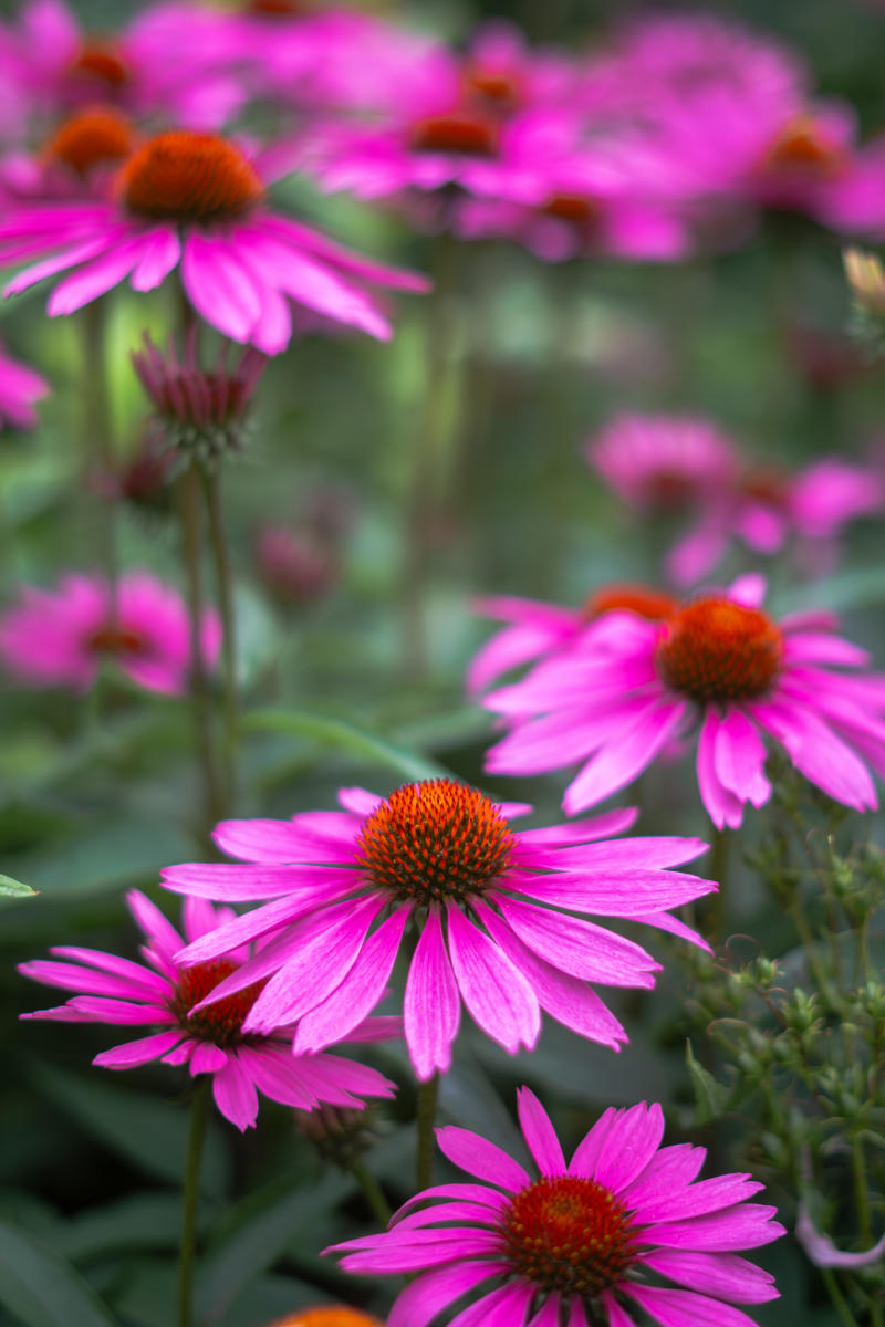 DSC07419 Enhanced NR yhtbip