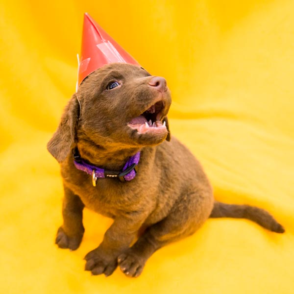Picture of a labrador with a birthday cone hat, sitting on a yellow cloth