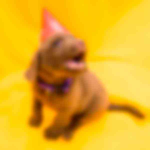 Picture of a labrador with a birthday cone hat, sitting on a yellow cloth