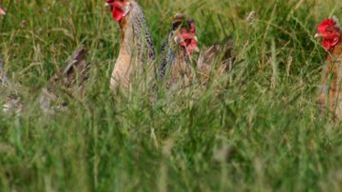 Fosse Meadows - Poultry,Meat