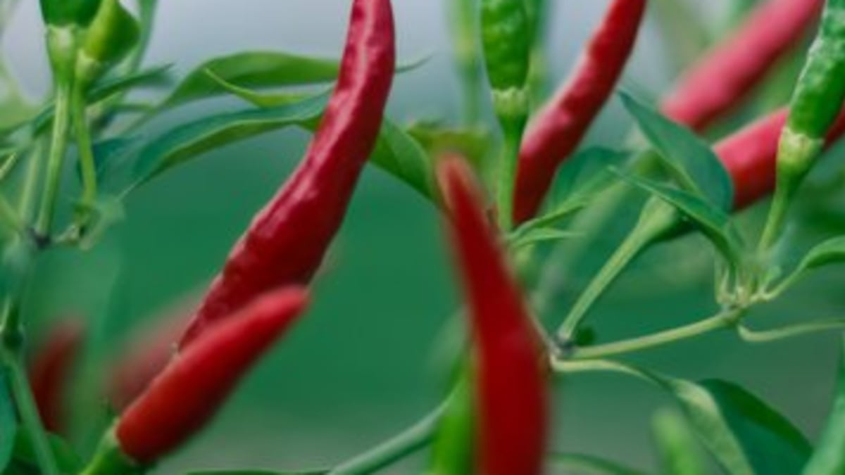 SO Chilli - Chilli,Vegetables