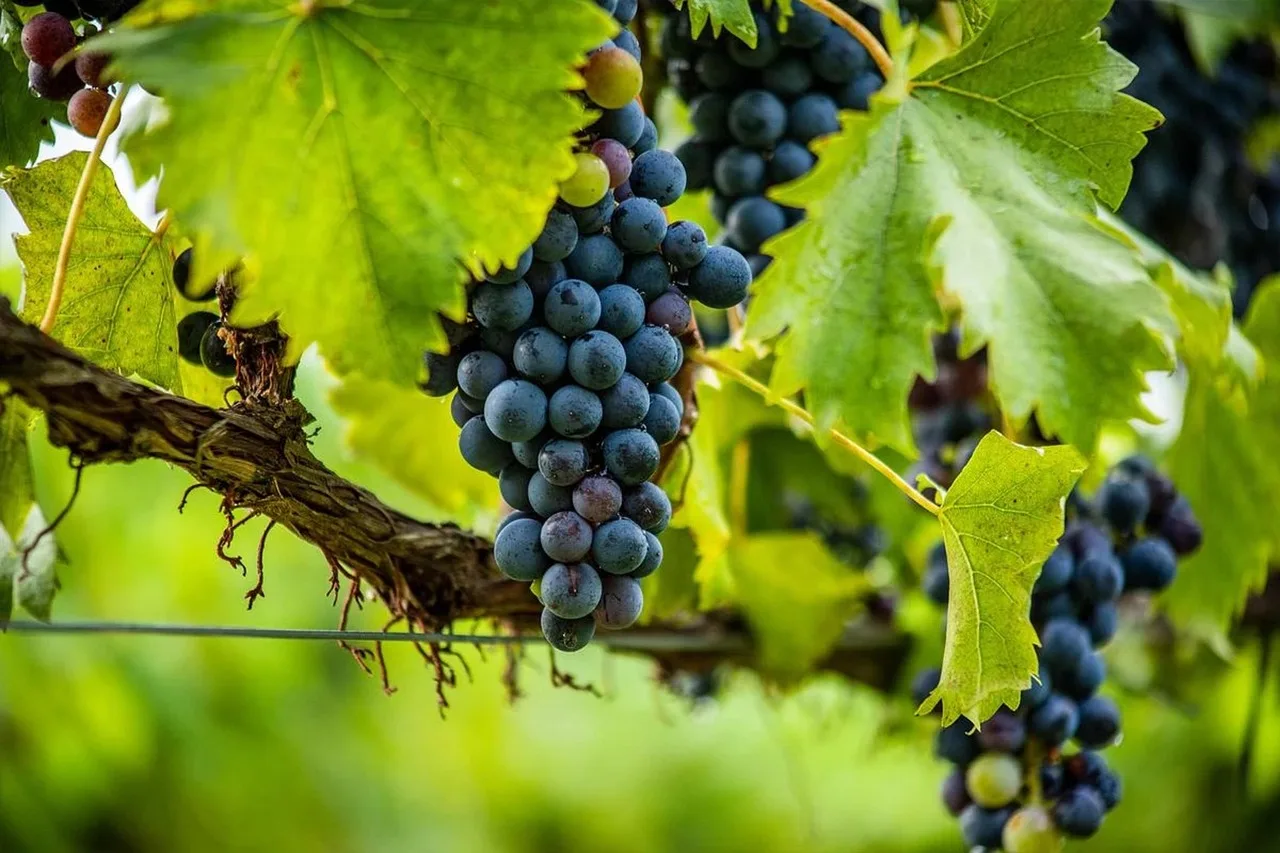 Service de vin directement depuis un baril inox NDL