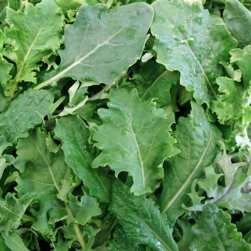 Kale