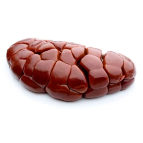 Kidney(Ensigo)