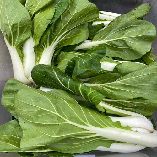 Chinese Cabbage