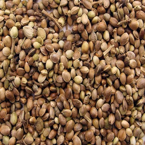 Hemp Seeds