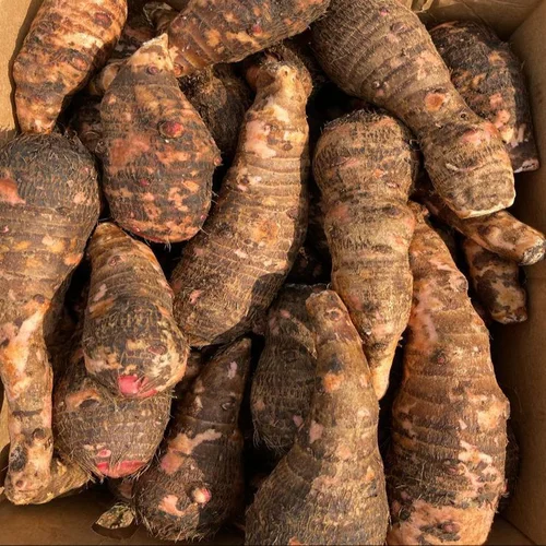 Coco Yam (Bukopa)