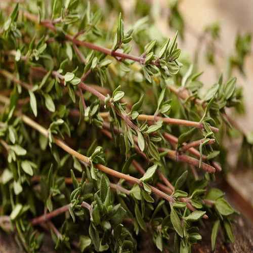 Thyme