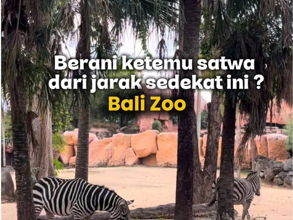 ketemu satwa dari jarak super dekat? Bali Zoo