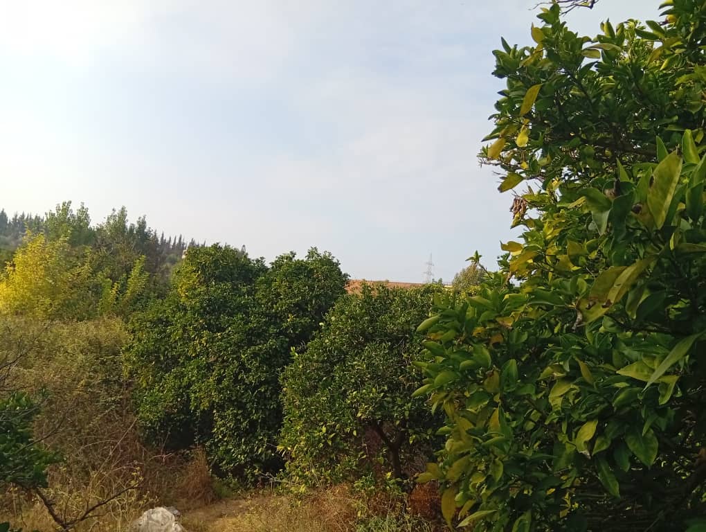 Open view - Image 2