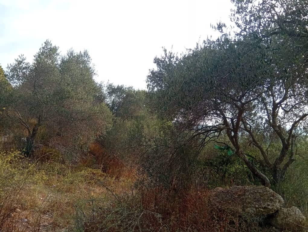 Open view - Image 3