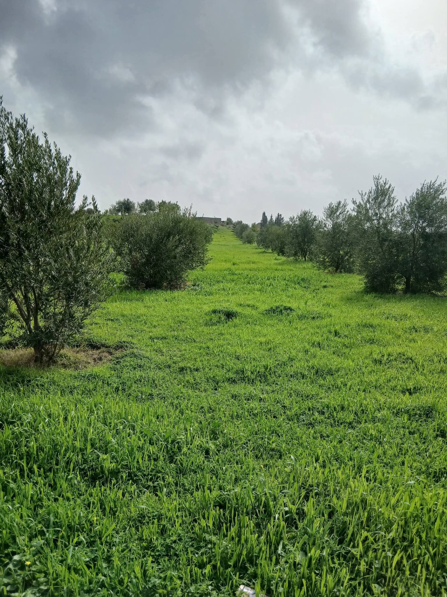 Sea view - Image 1