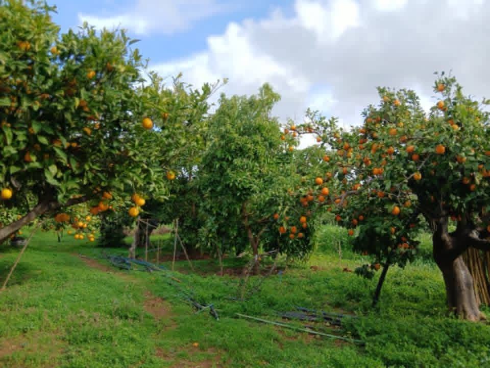 Open view - Image 3