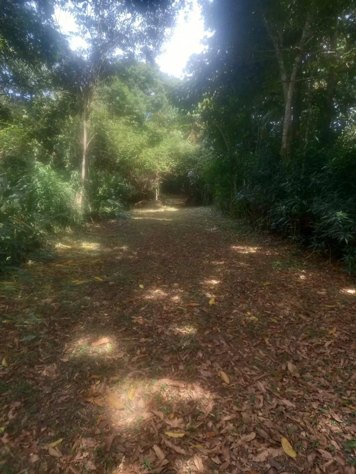 galeria