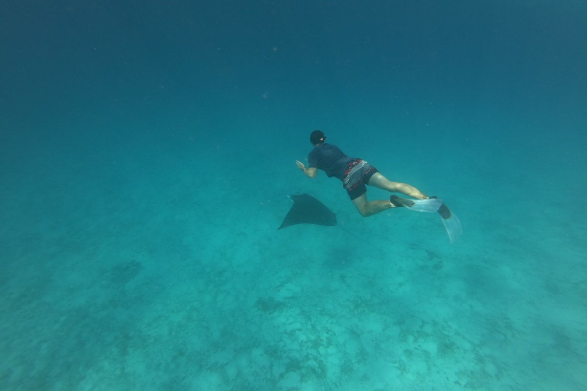 Swim with Manta, Nurse Sharks & Relax at Picnic Island - From 7:30 AM to 12:00 PM tour in Atlantis Tours & Excursions from $55