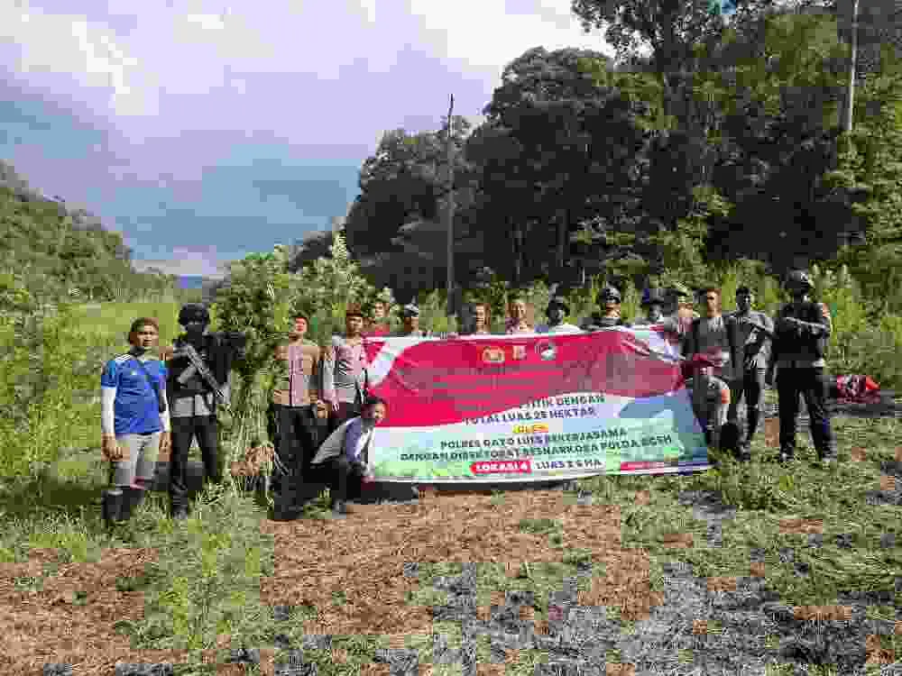 BRIMOB ACEH BERSAMA DITRESNARKOBA POLDA ACEH MUSNAHKAN LADANG GANJA DI PEGUNUNGAN GAYO LUES