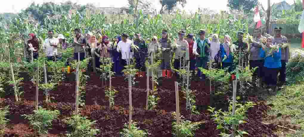 Panen Raya Jagung Warnai Sinergi Muspika Cipayung di Lahan Ketahanan Pangan Bambu Apus