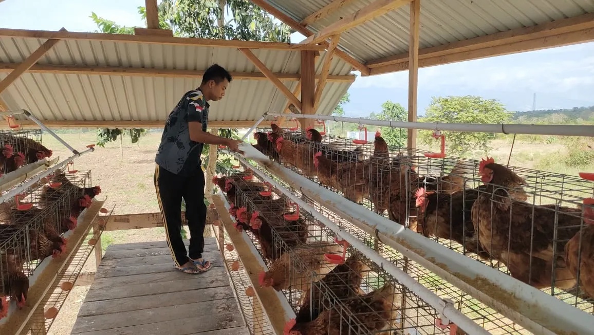Batalyon A Pelopor Rawat dan Panen Tanaman Tomat Serta Pelihara Ternak Ayam untuk Dukung Program Ketahanan Pangan Batalyon A Pelopor Rawat dan Panen Tanaman Tomat Serta Pelihara Ternak Ayam untuk Dukung Program Ketahanan Pangan