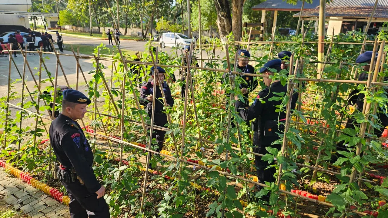 Panen Kacang Panjang, Wujud Nyata Ketahanan Pangan Satbrimob Gorontalo