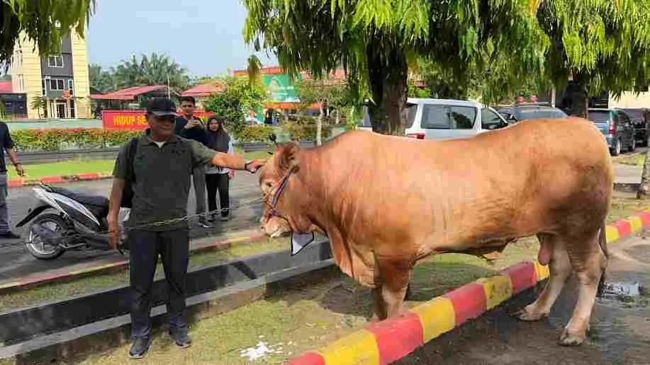 DANSAT BRIMOB POLDA SUMSEL KOMBES POL. SUSNADI, S.I.K. BERSAMA PJU SATBRIMOB IKUTI GIAT PEMOTONGAN HEWAN KURBAN DANSAT BRIMOB POLDA SUMSEL KOMBES POL. SUSNADI, S.I.K. BERSAMA PJU SATBRIMOB IKUTI GIAT PEMOTONGAN HEWAN KURBAN