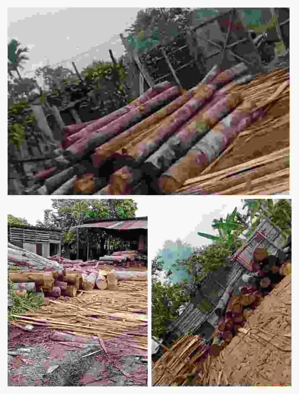 Ed Bos Ilegal Logging Kampar Ngerasa Kebal Hukum, APH Akan Tindak Tegas Ed Bos Ilegal Logging Kampar Ngerasa Kebal Hukum, APH Akan Tindak Tegas