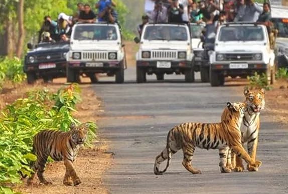 Tadoba Abhyaranya Safari — CK Cab Services Nagpur taxi and cab service