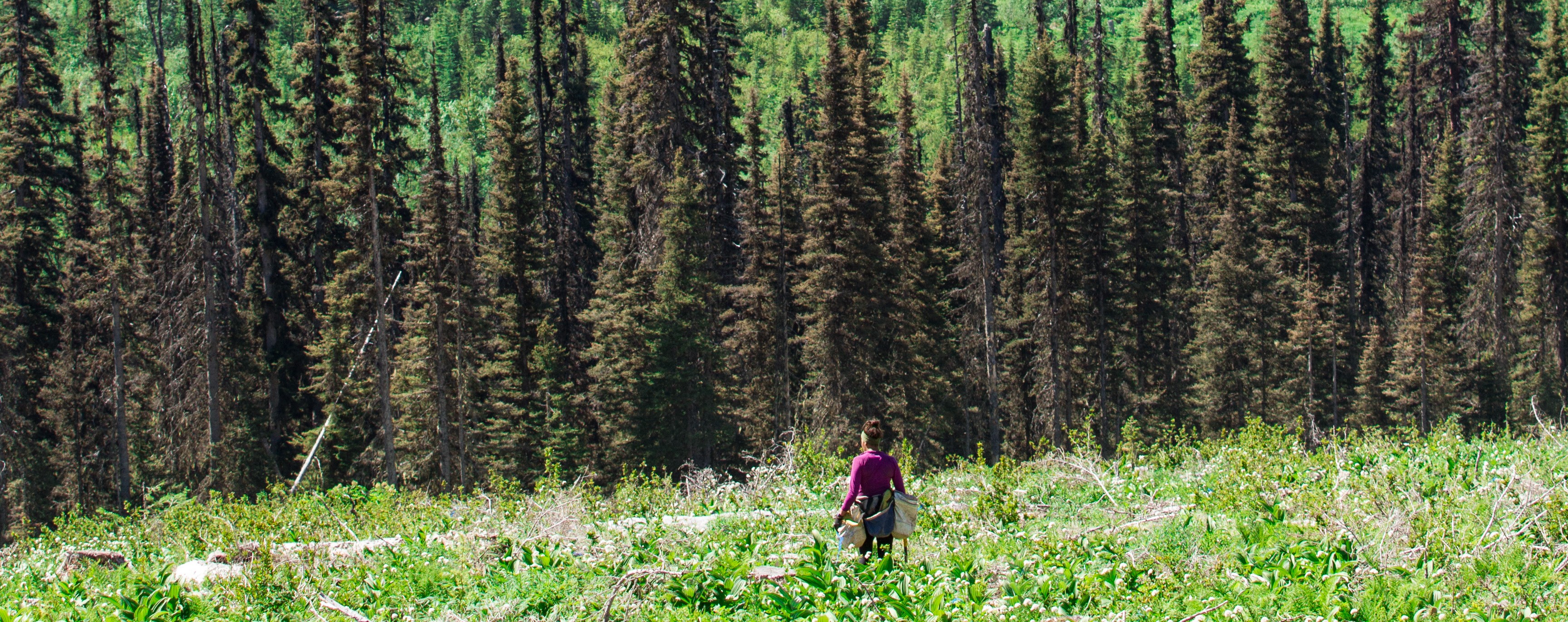 West Fraser Building