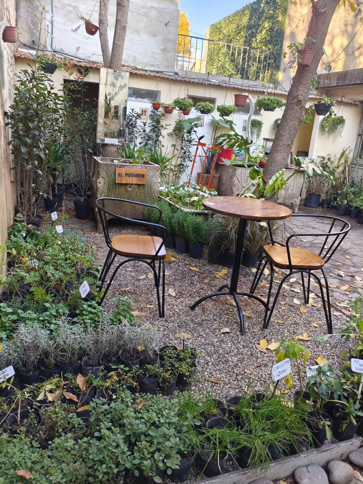Begonia Vivero Café