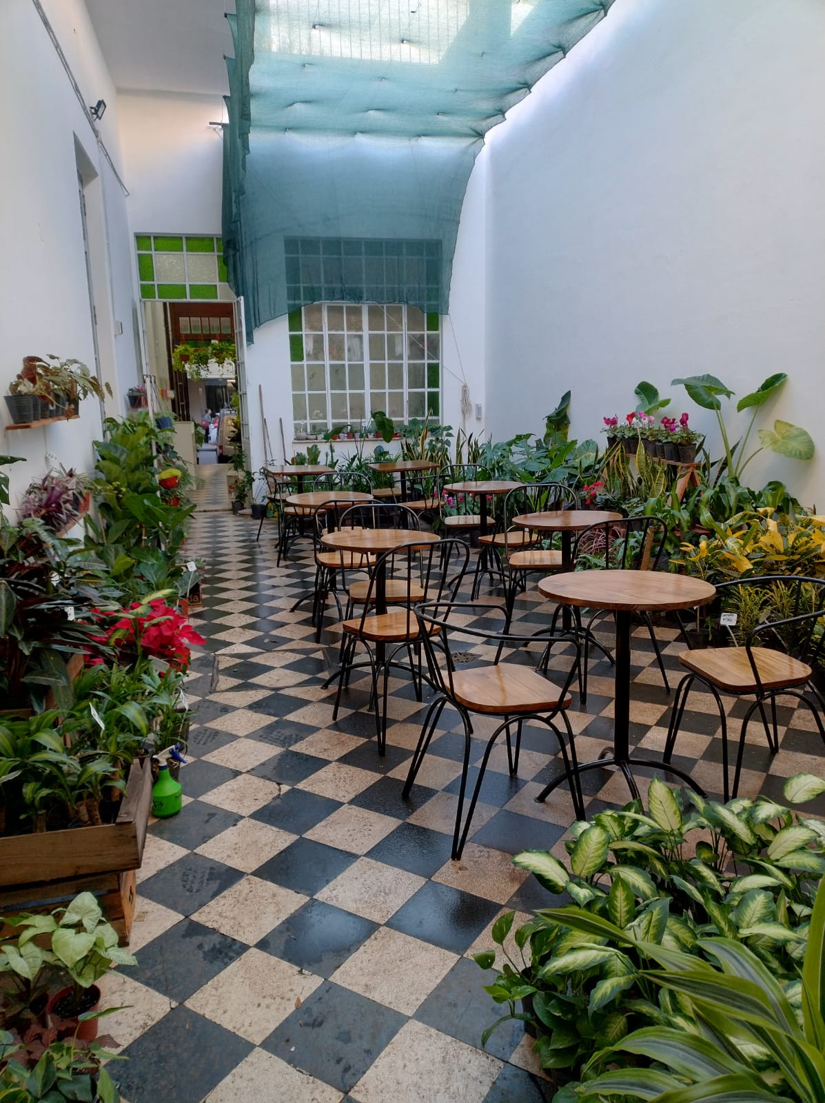Begonia Vivero Café