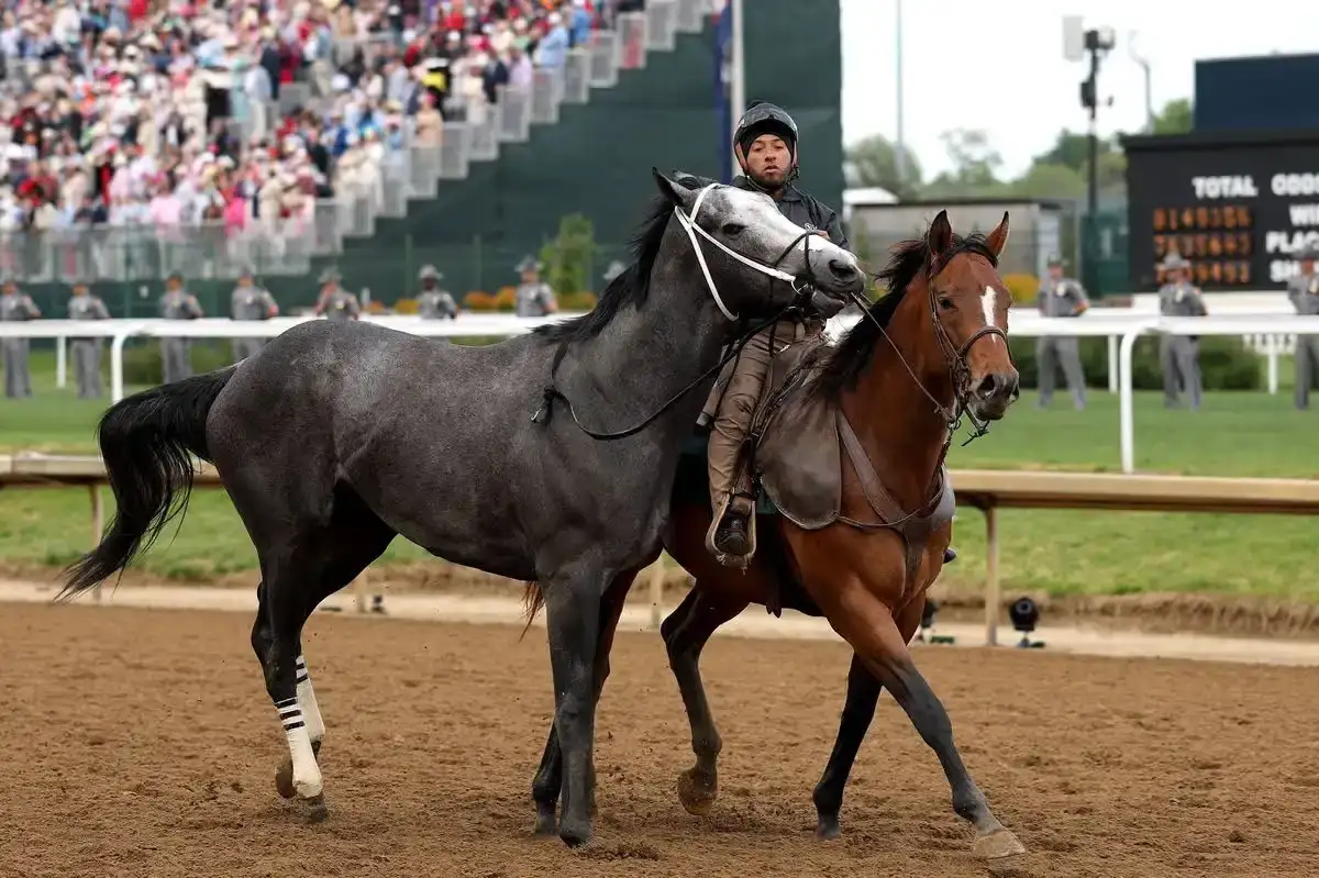 great white siendo retirado del kentucky derby