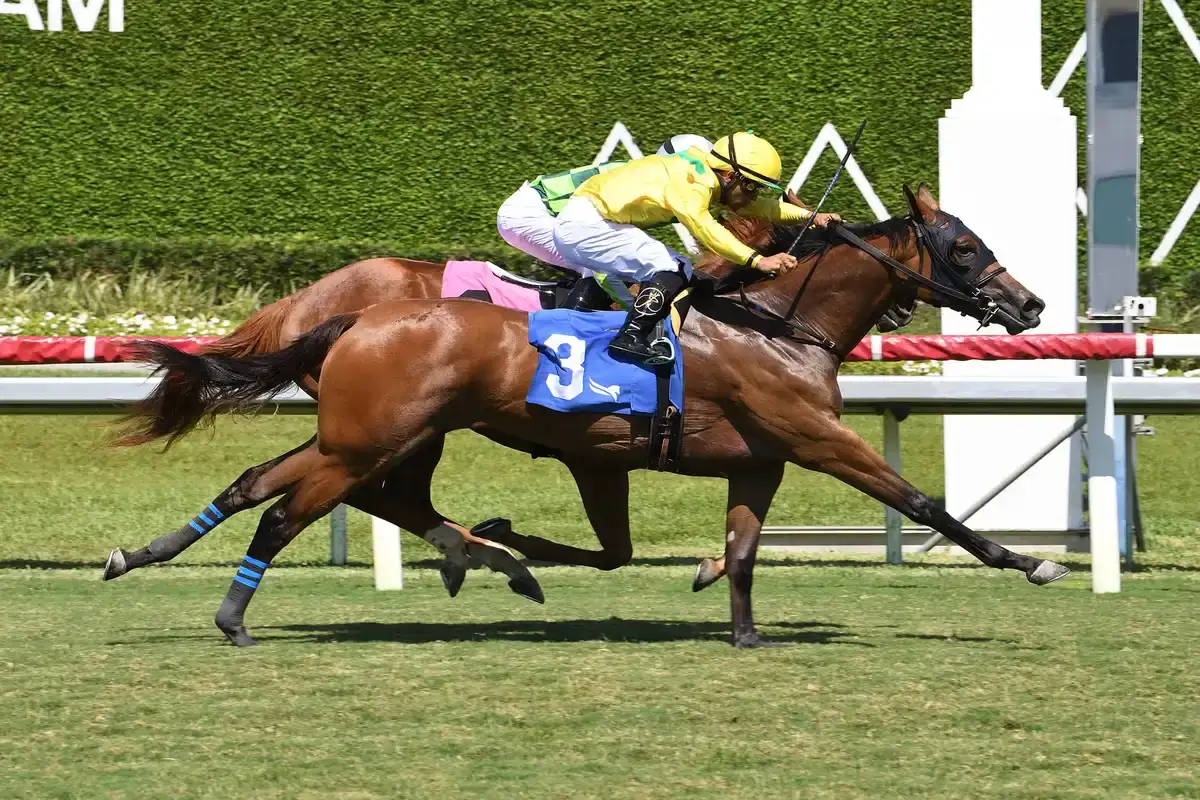Celtic Dispute gana Royal Palm Juvenile