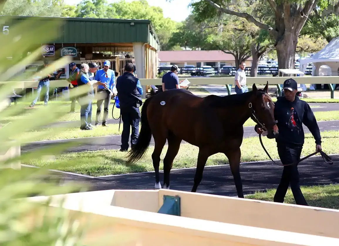 Under-Tack Show de Fasig-Tipton Midlantic May