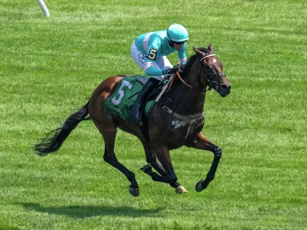 Jimmy P gana la Beverly R. Steinman Hurdle en Saratoga