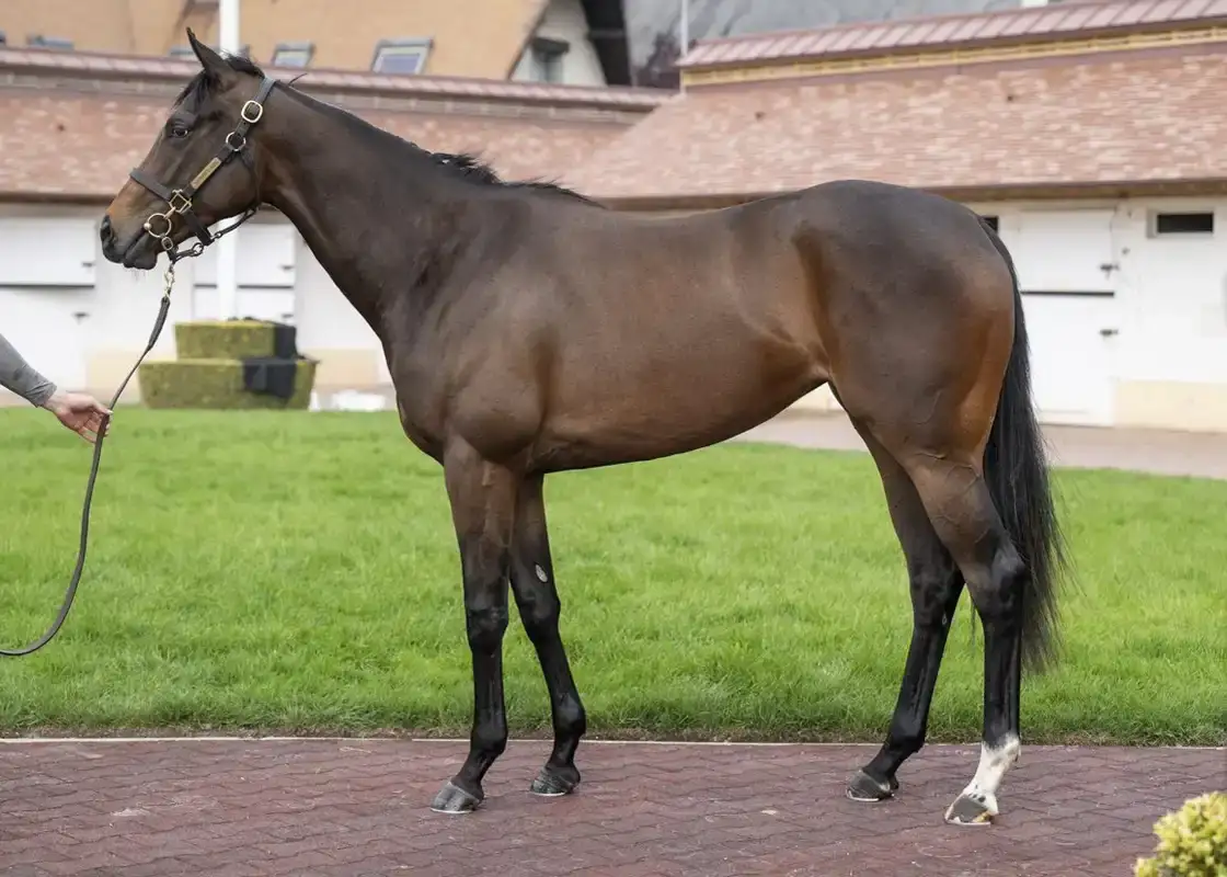 Light Of Dawn debuta en Carlisle tras inversión de 625.000 € en Arqana
