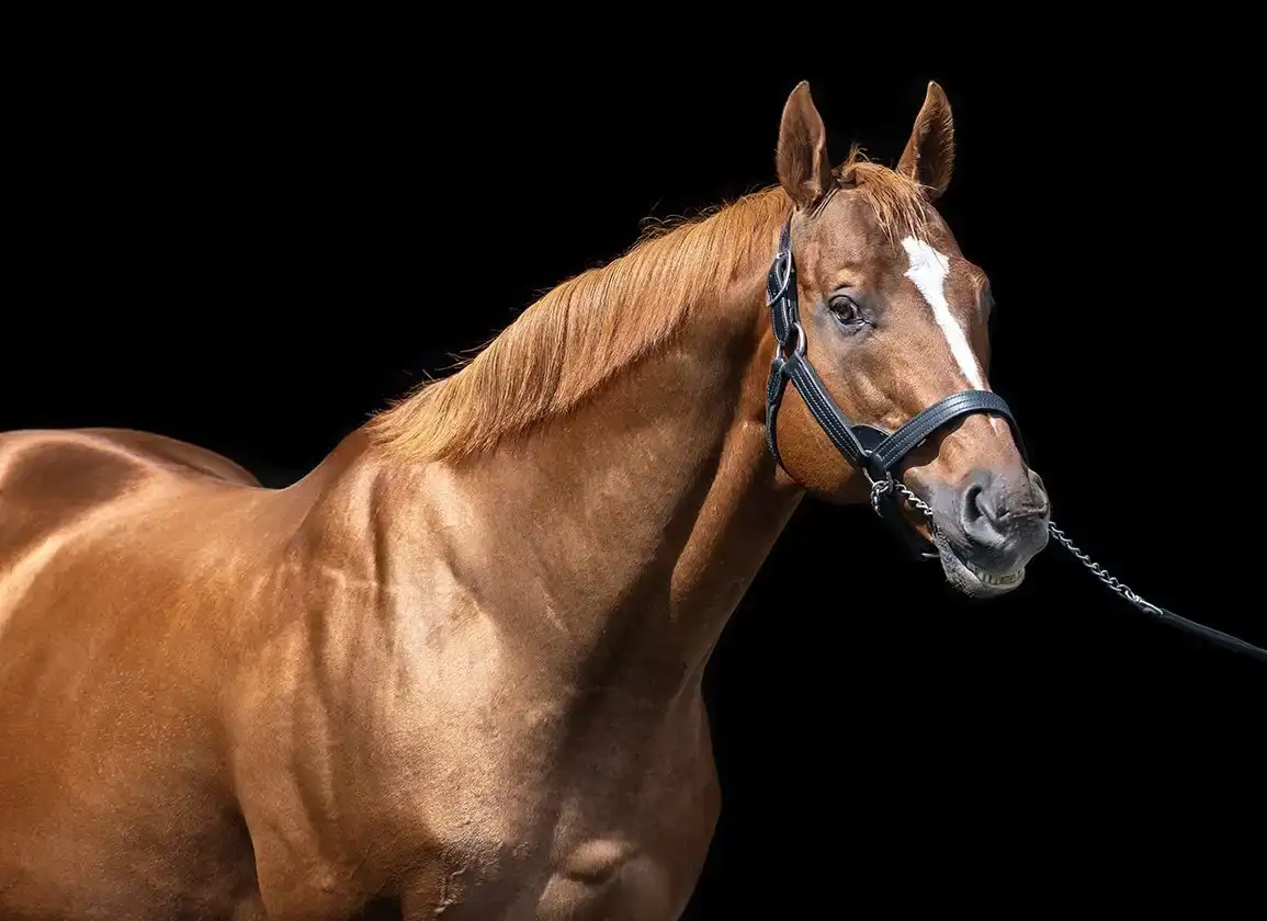 Karakontie y Curlin en Hanshin y Hakodate: preview JRA