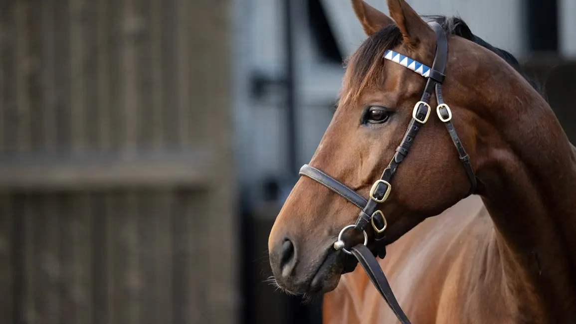 Chattering Classes gana la G3 Staffordstown Stud Stakes