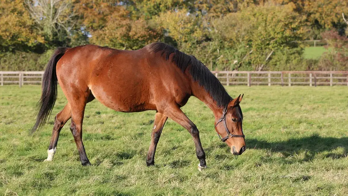 Entrust gana su debut en Doncaster, como Enable
