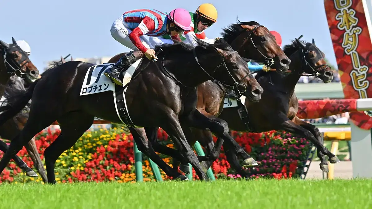 Lovcen busca la Triple Corona japonesa en el Kikuka Sho