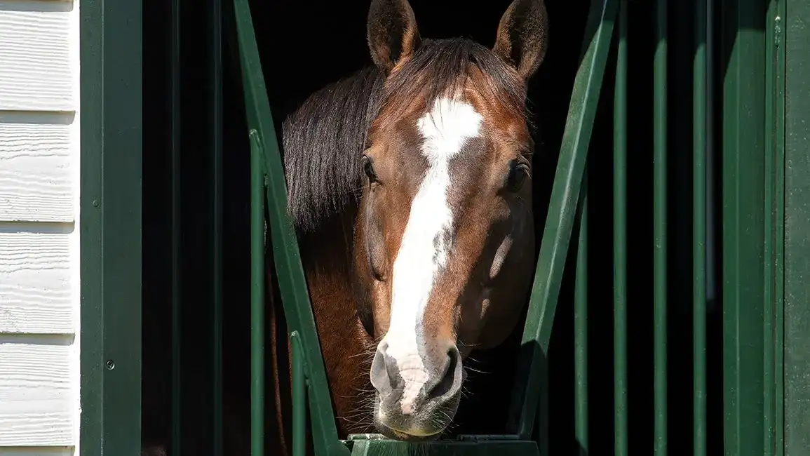 Fools Rush In gana por 4 1/4 cuerpos en Churchill Downs