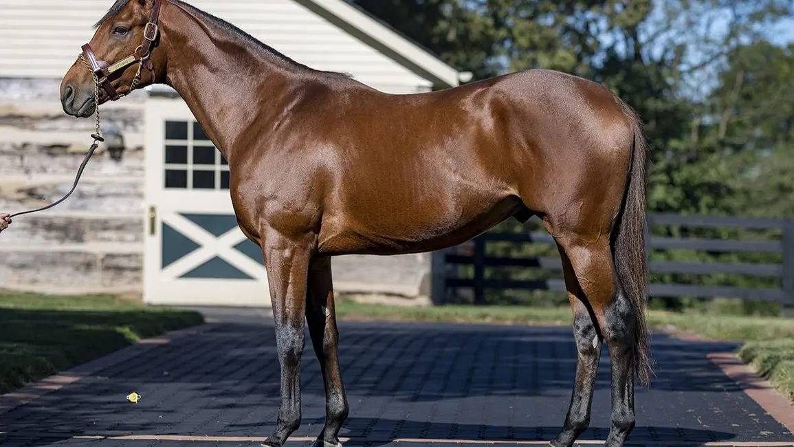 Ottinho se retira y será semental de Three Chimneys