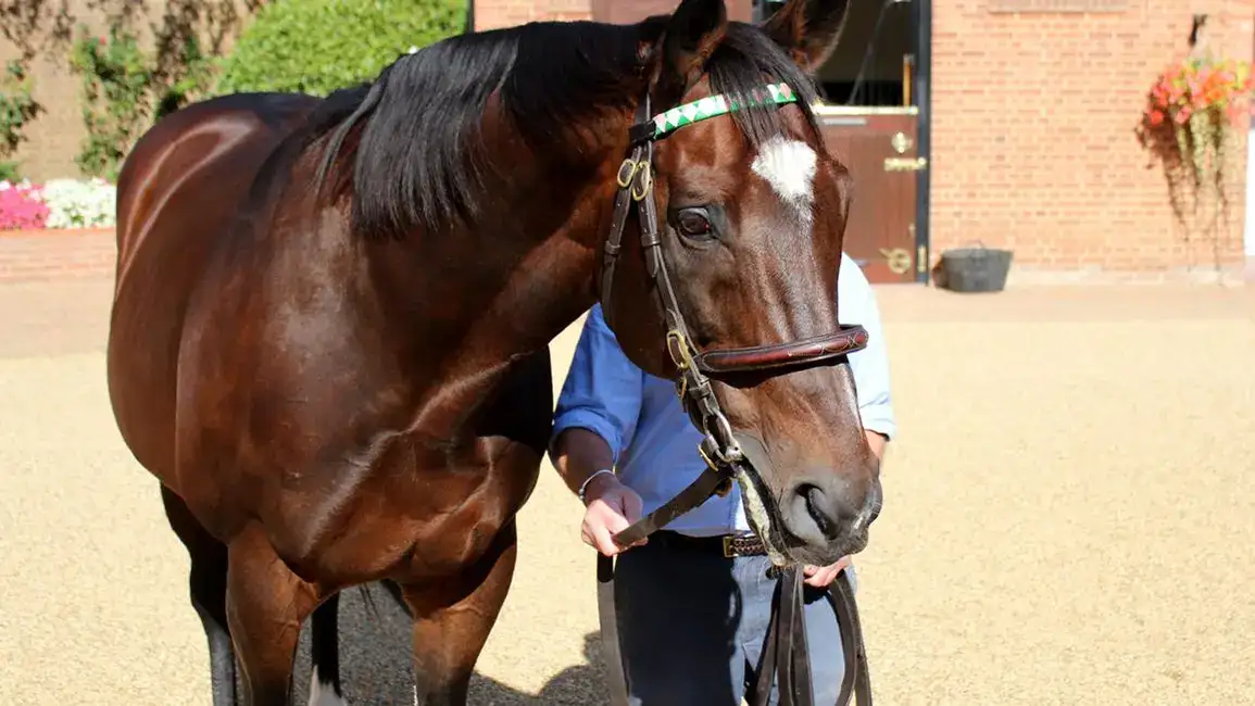 Princeton, anunciado para debutar en Punchestown