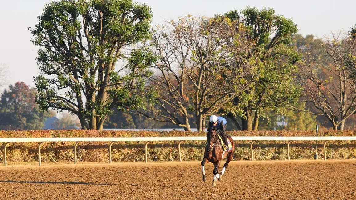 Sovereignty y Knightsbridge ante el Breeders' Cup Classic