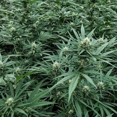 Ringo's Gift (Katie's Cut) (CBD strain)
